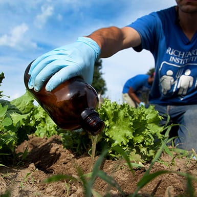 A professor pours a liquid from a brown glass bottle onto a growing plant in a farmer's field